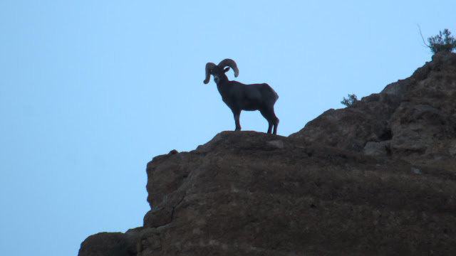 AZ+Desert+Bighorn+Sheep+Photo+with+Colburn+and+Scott+Outfitters+1.JPG