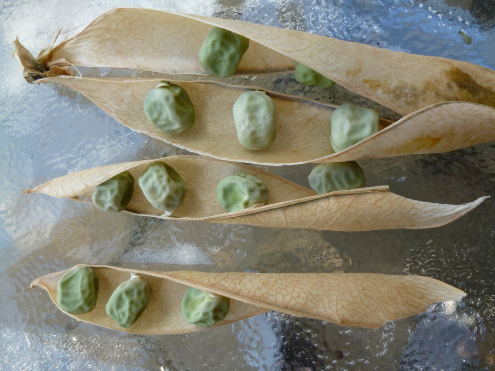 How to save pea bean seeds gardening tips tutorial