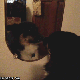Funny animal gif, funny gif, dog looking into mirror