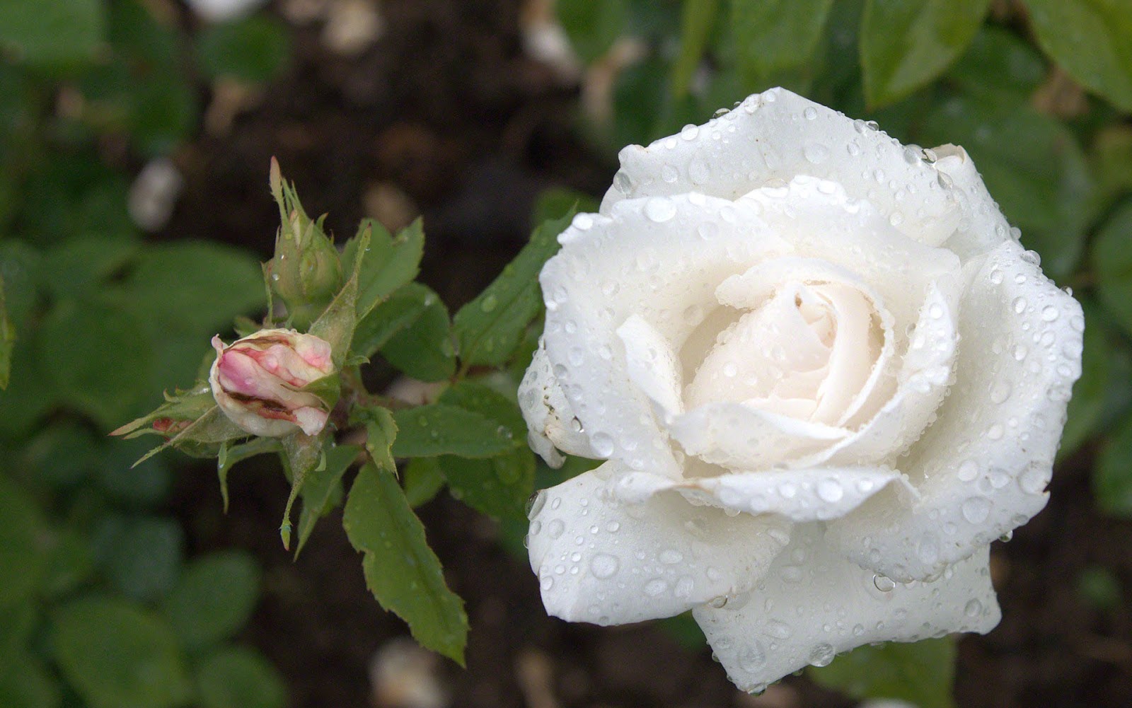 EL LENGUAJE DE LAS ROSAS QUE SIGNIFICA el lenguaje de las rosas que significa: