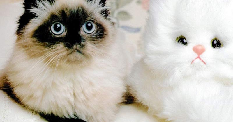 Recently Cat Refuses To Urinate In Litter Box But Deficates Recently Cat Refuses To Urinate In Litter Box But Deficates