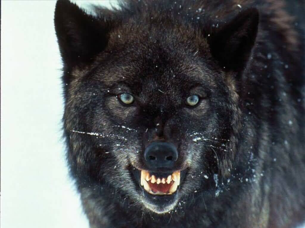 Amaya - die Wasserwölfin, Crow - der Starke und Noriko - die Lustige Angry%2Bwolf