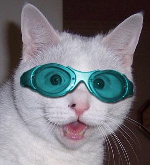 goggle cat