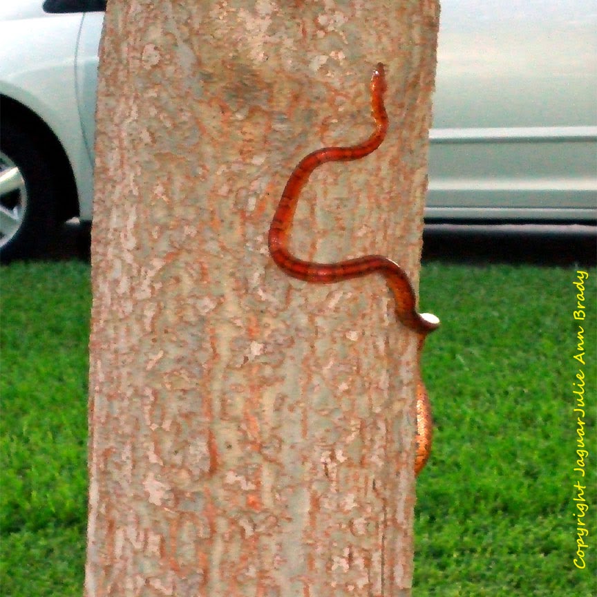 Red Rat Snake Climbing a Drake Elm Tree in Jacksonville Florida Red Rat Snake Climbing a Drake Elm Tree in Jacksonville Florida