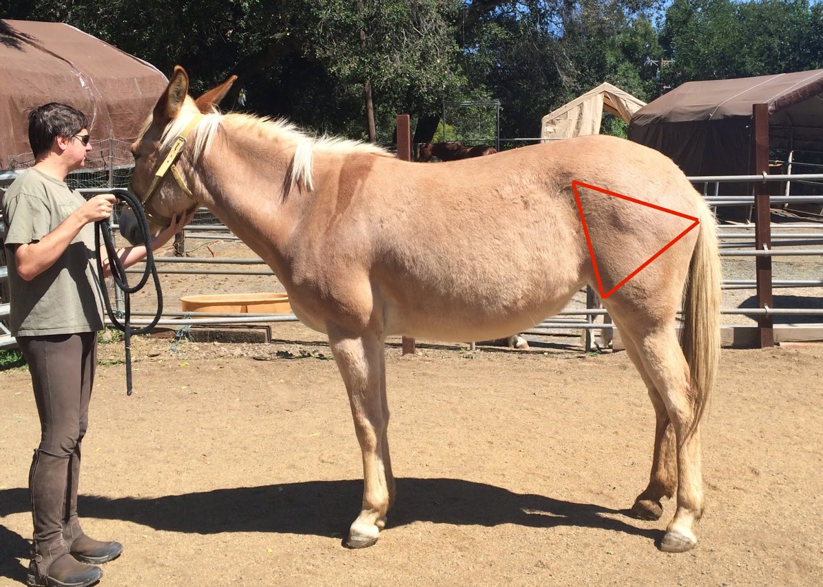 Conformation Analysis DIY Horse Ownership