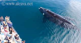 Marine Wildlife Paradise Peninsula Valdes at its best Whale watching in Peninsula Valdes