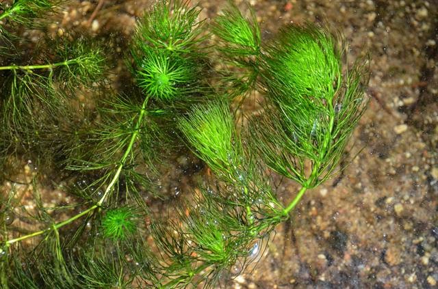 El Tallo Tallo en plantas acuaticas El Tallo Tallo en plantas acuaticas