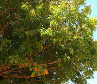 Mahoni (Swietenia mahagoni Jacq.) Mahoni (Swietenia mahagoni Jacq.)