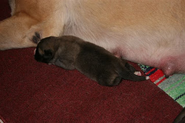 puppy next to mom