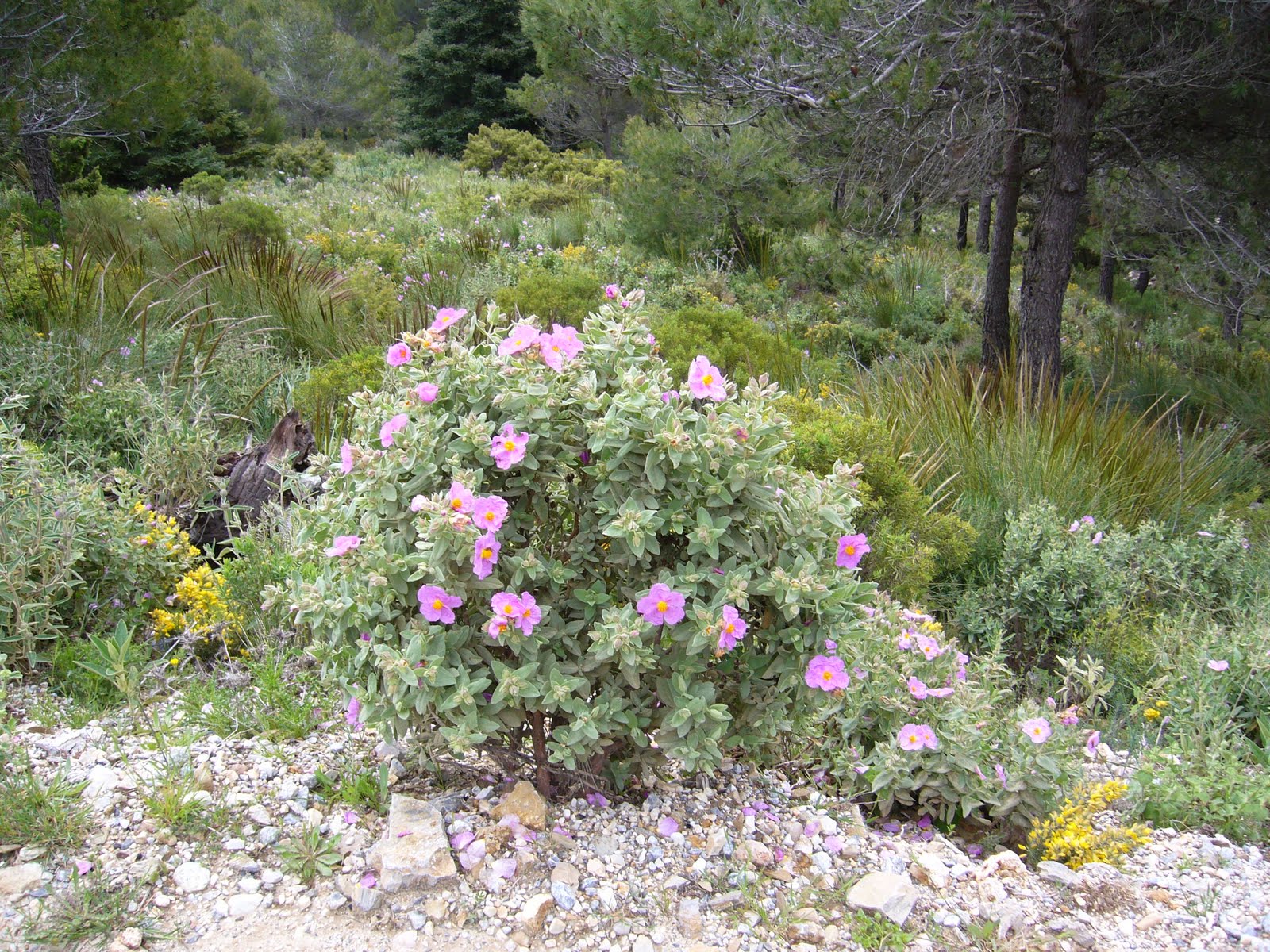 La Loc@: Sierra de las Nieves IV. Pto. Saucillo. ARCDBuenavista, 1/5/2011