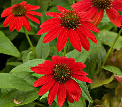 image gallery echinacea colors image gallery echinacea colors