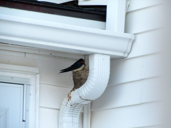 OUR BARN SWALLOWS HAVE RETURNED!