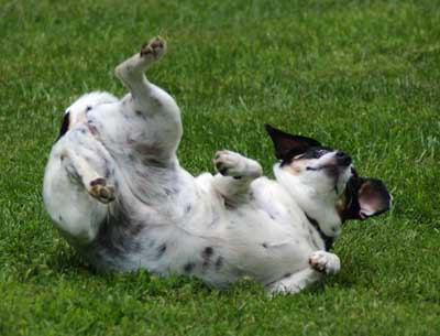 How To Teach A Dog Trick To Roll Over How To Teach A Dog Trick To Roll Over