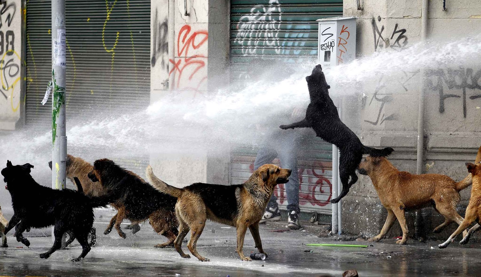 accouplement femme chien