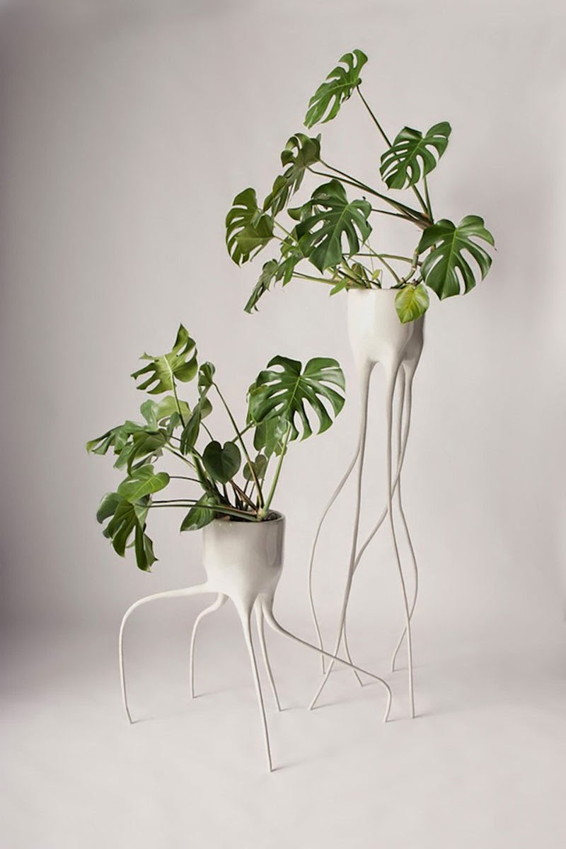tiestos con raíces Monstera