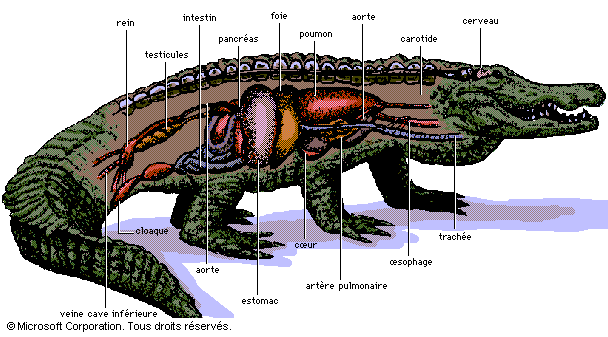 Crocodile Underbelly