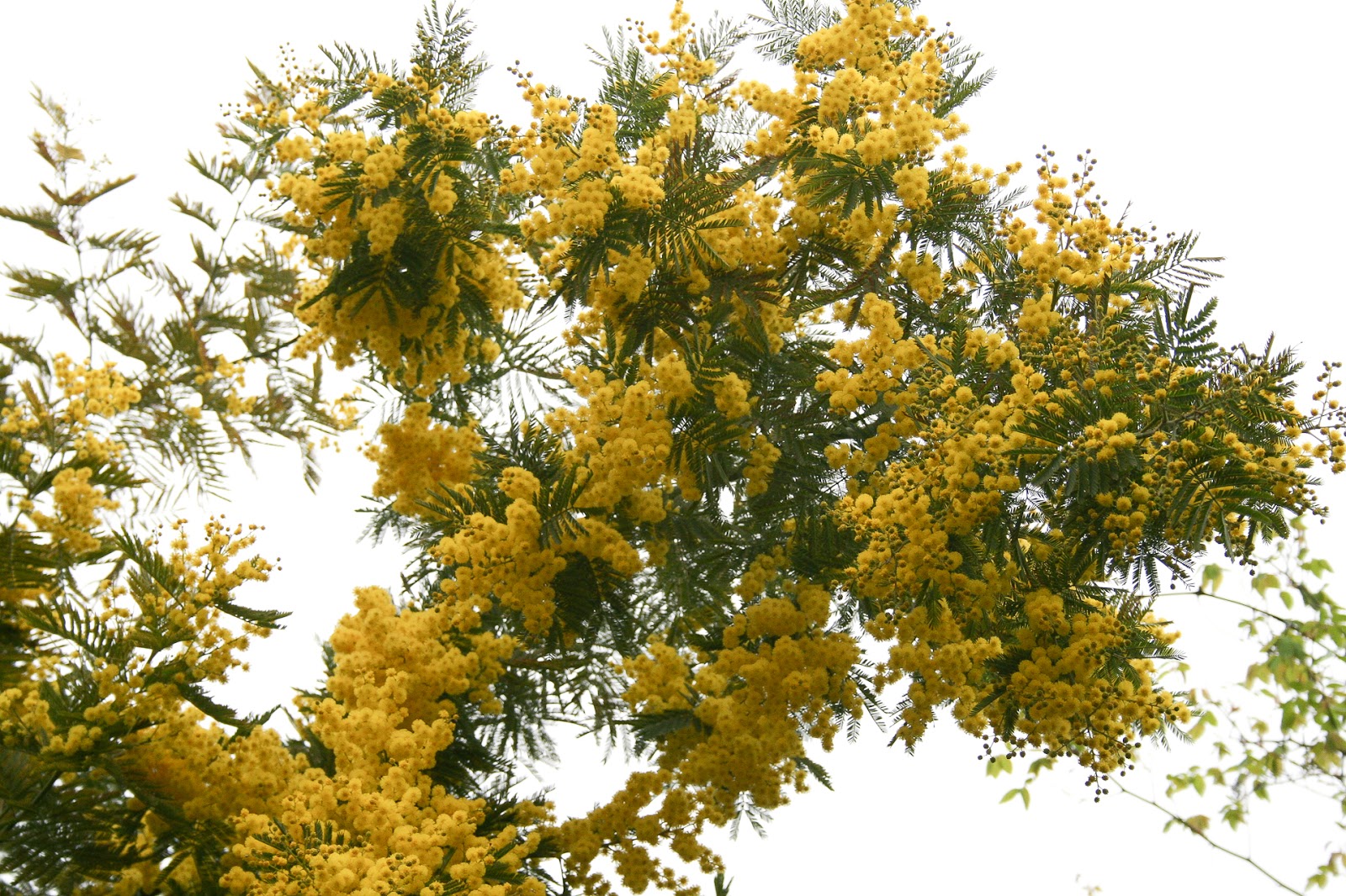 TRI KỶ: MIMOSA TRI KỶ: MIMOSA