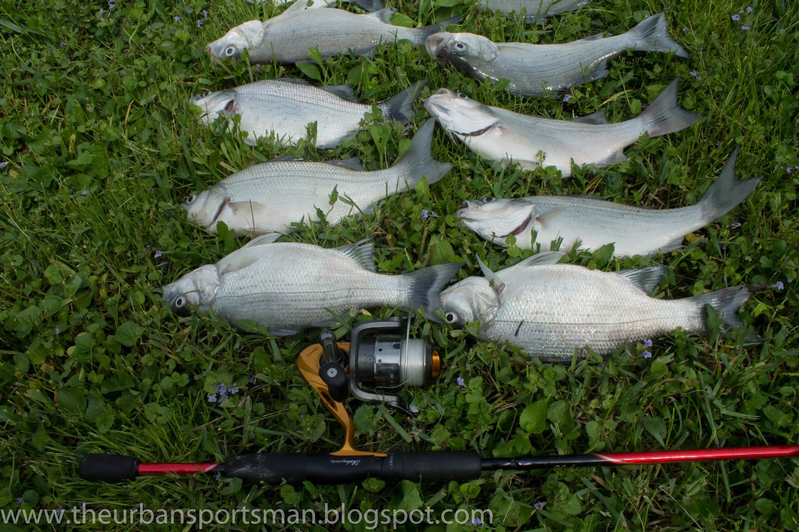 The Urban Sportsman Beautiful Day for Silver Bass