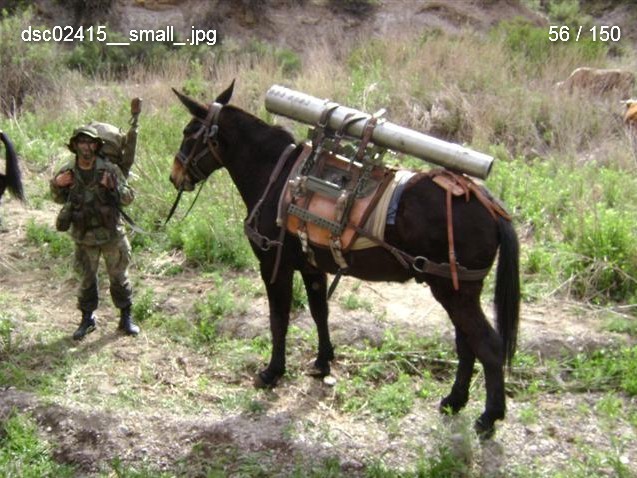 La maldad aparente El mulo combatiente