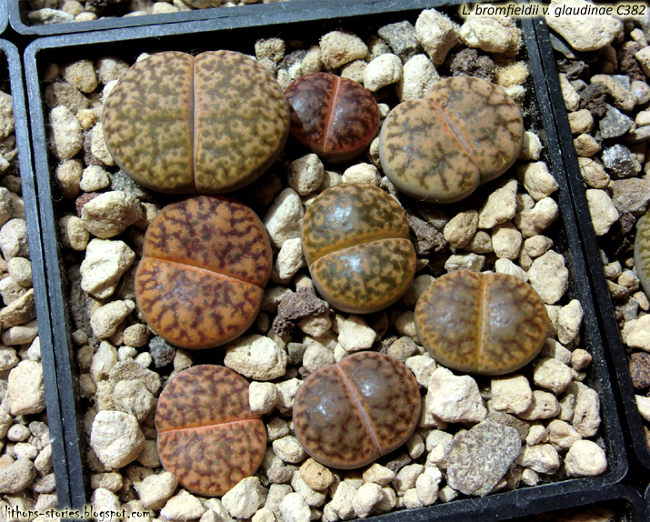 C382+bromfieldii+v.+glaudinae_002a.jpg