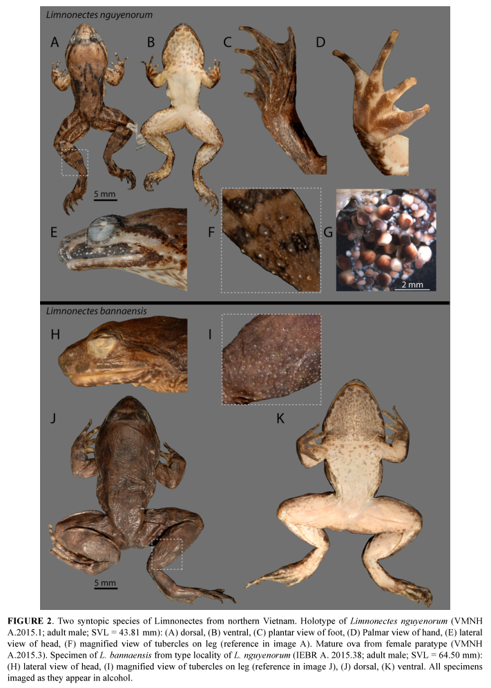 Species New to Science [Herpetology • 2015] Limnonectes nguyenorum