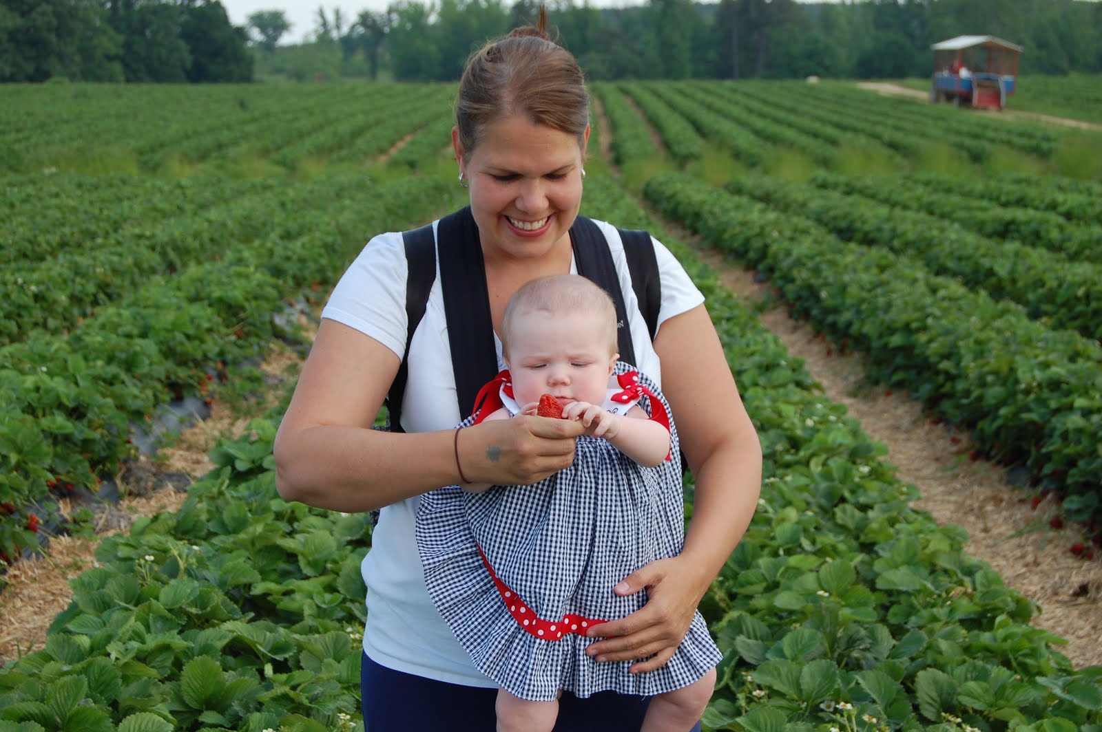 The Farmer Family Strawberry Picking at Chesterfield Berry Farm