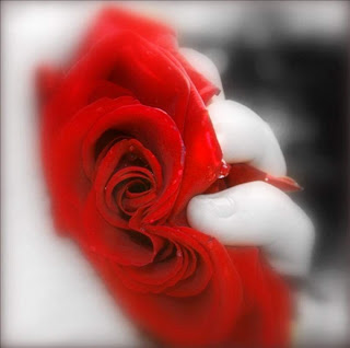 Rosas rojas - Imágenes - rosa entre los dedos