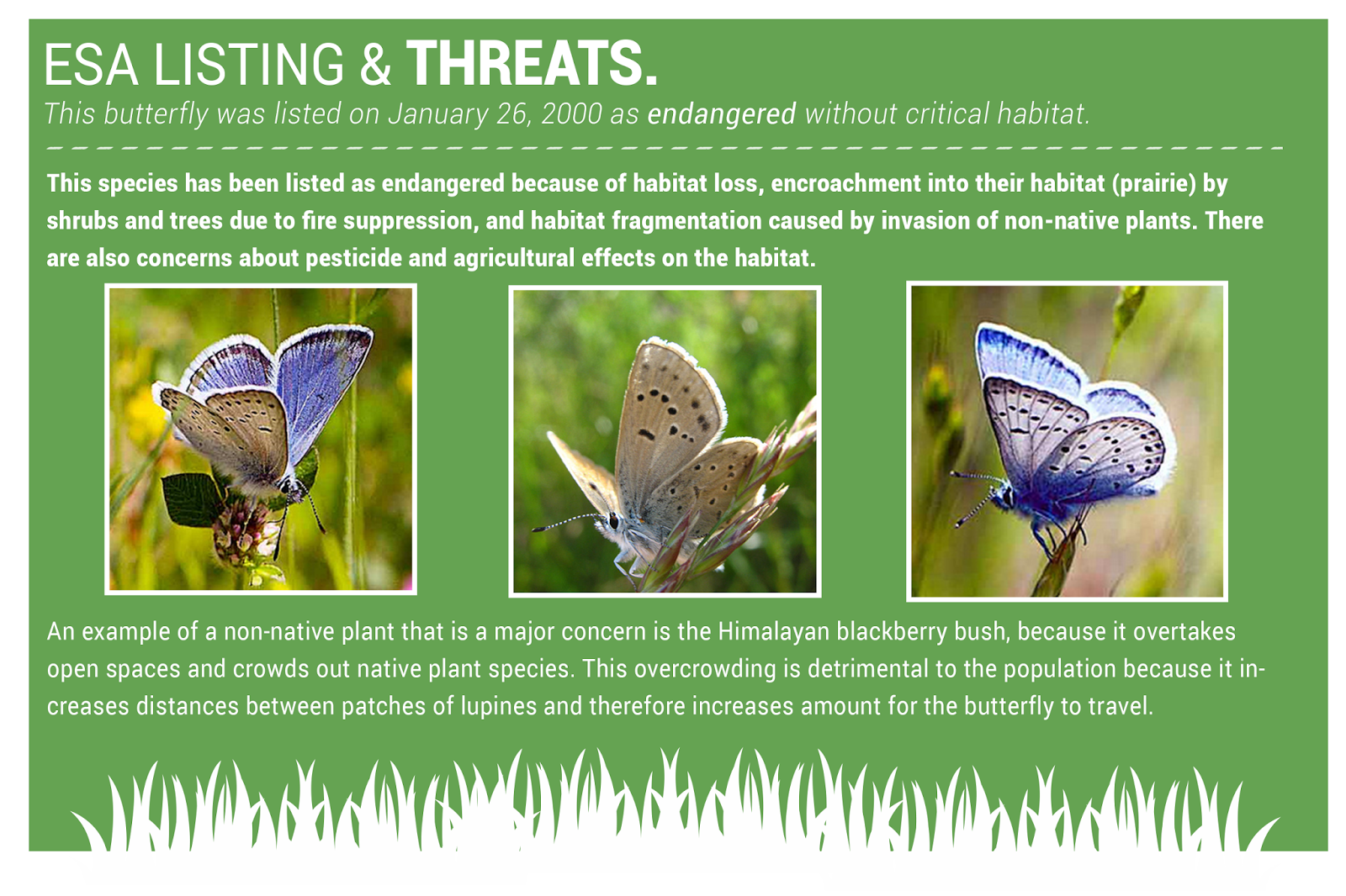 BIO227Fall2015.03 Fender's Blue Butterfly