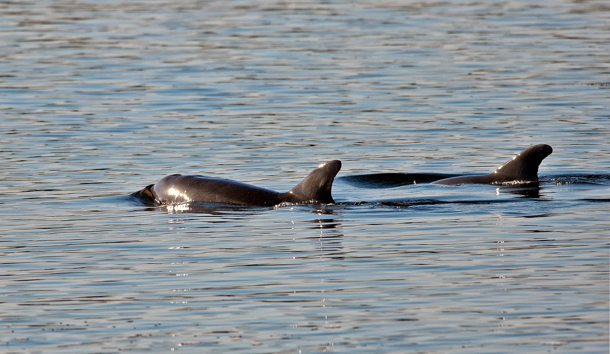 bottle nose dolphin matlacha pass florida