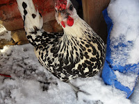 Black and white speckled chicken