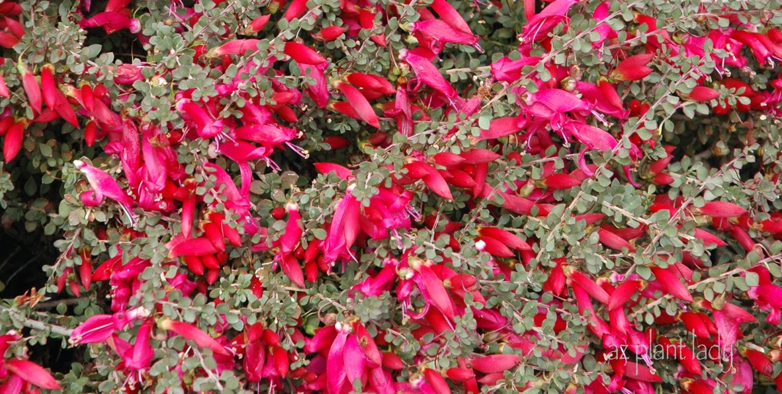 Red-Blooms All Winter and Spring - Ramblings from a Desert Garden