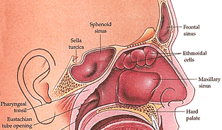 ent for medical students nose anatomy physiology anatomy of the nose