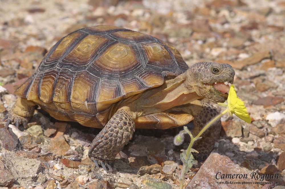 Desert Tortoise Info and Photos The Wildlife