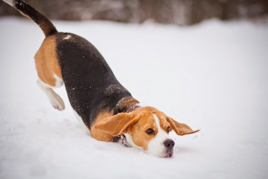 beagle puppies michigan 20 adorable beagle dogs pictures best photography landscapes and animal beagle puppies michigan 20 adorable beagle dogs pictures best photography landscapes and animal