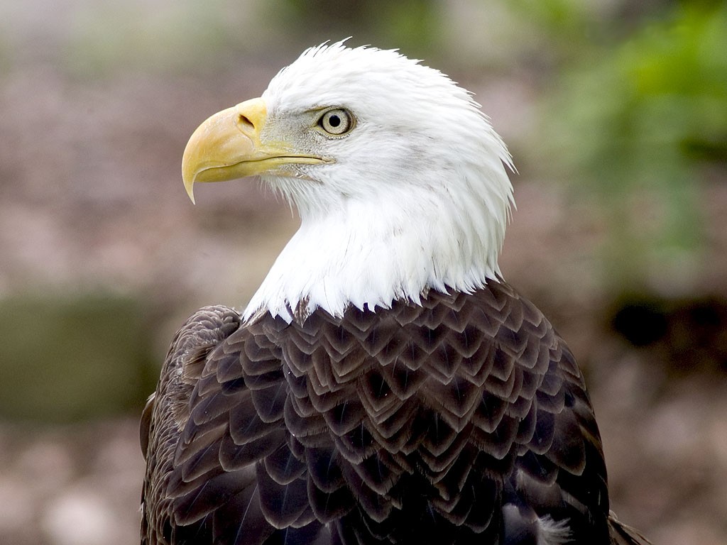 Wallpaper DB: bald eagle wallpaper