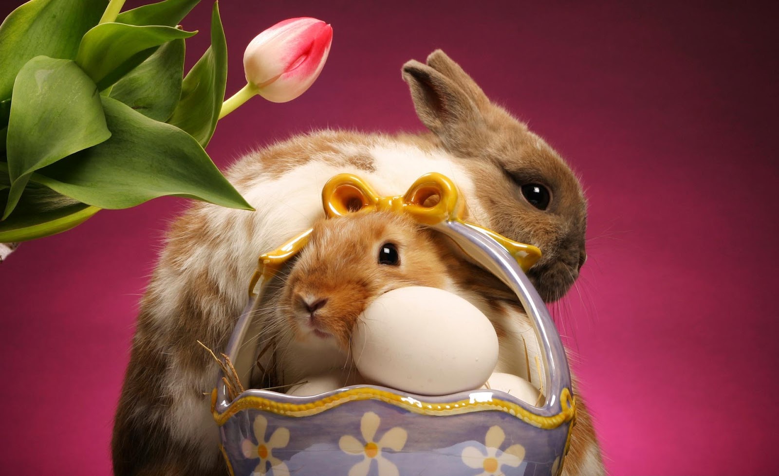 Funny Wallpaper HD Free:Computer Wallpaper | Free Wallpaper Downloads