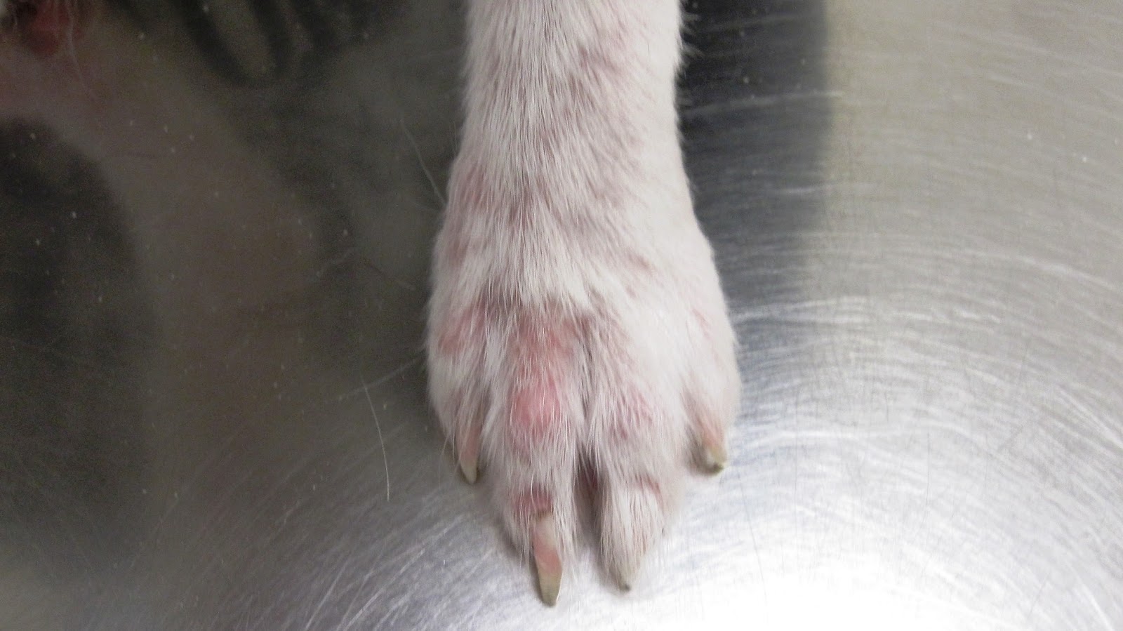 Dr Banga's Websites: Demodex Mange