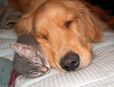 Funny DOG Pictures
