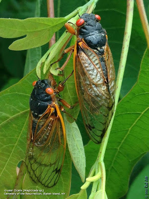 Cicada Staten Island Cicada Staten Island