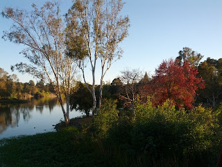 Trees with red and yellow leaves along the shore of Vasona Lake.