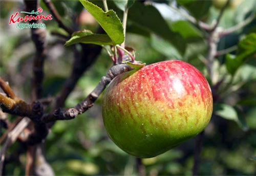 Kusuma Agrowisata Kusuma Agrowisata