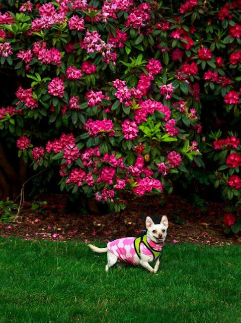 THEA, CHIHUAHUA AL ATAQUE THEA, CHIHUAHUA AL ATAQUE