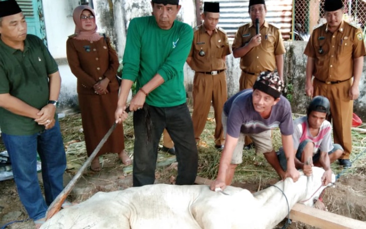 Pemotongan Hewan Qurban Mwc Nu Teluk Betung Selatan
