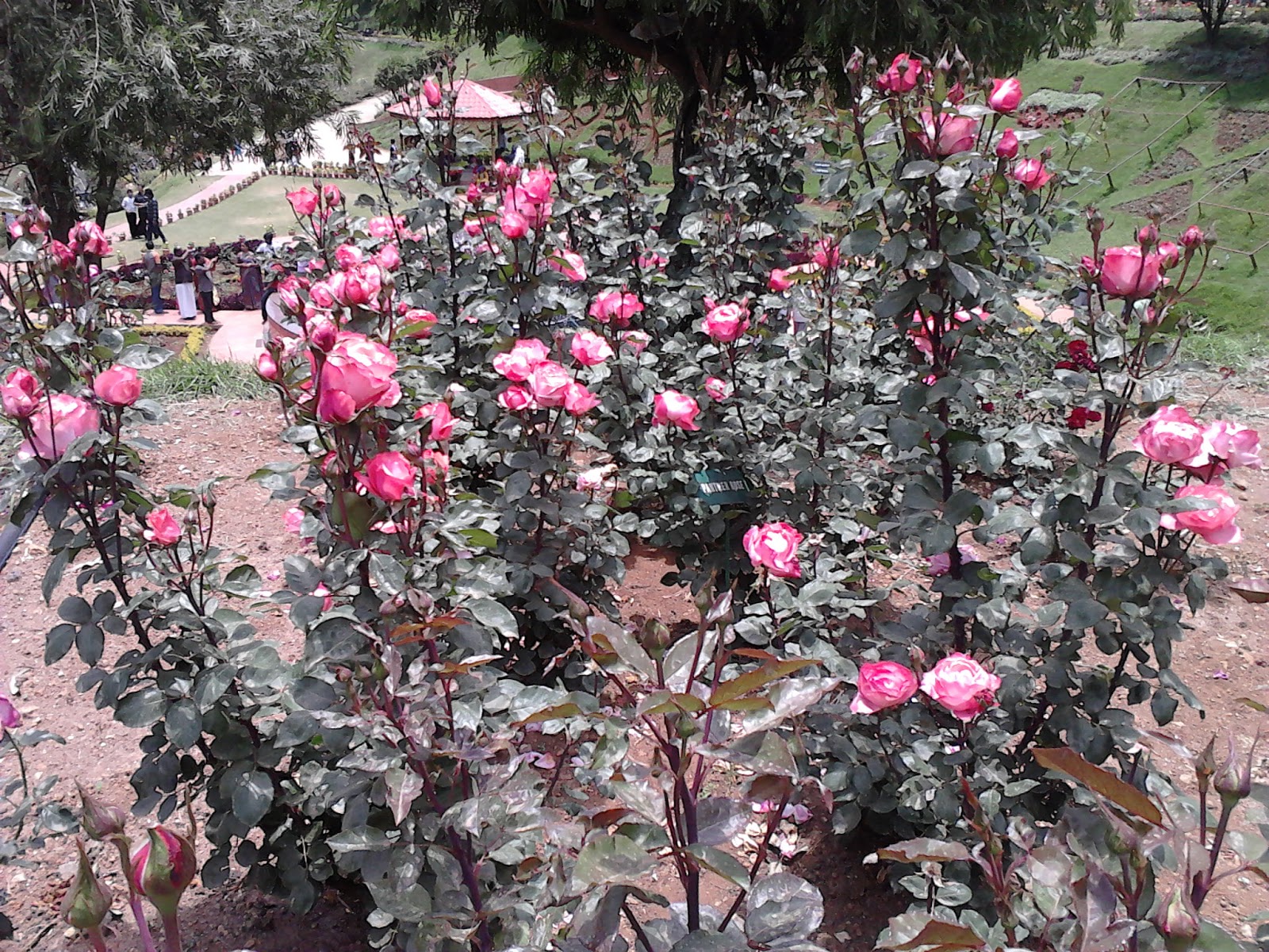 Garden Care Simplified Best Sized Roses Rose garden in Ooty Fragrant