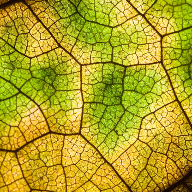 leaf+detail_paul+bodea.jpg