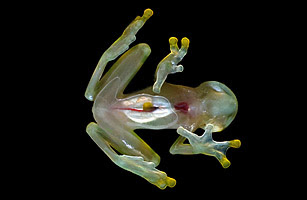 2010 十大新物種 - 3.厄瓜多玻璃蛙