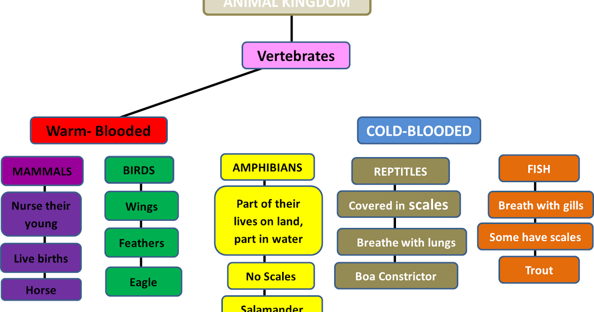 Mrs. Remis' Science Blog - 5th Grade: CONCEPT MAP