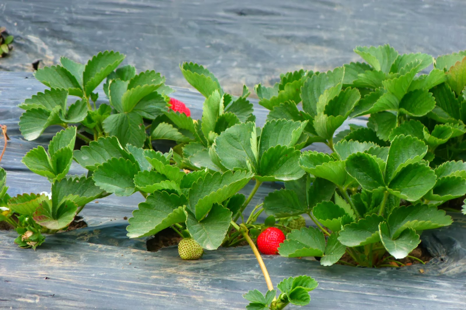 STRAWBERRY FIELDS OF LA TRINIDAD Lakwatserong Tsinelas