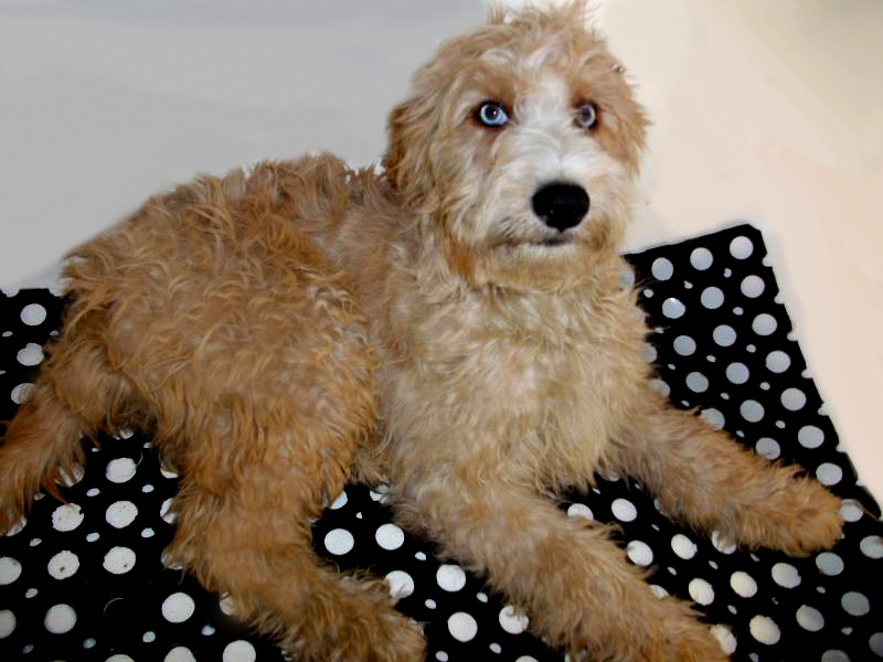 blue eyed goldendoodle