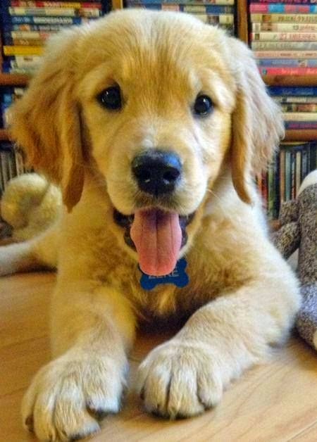 most unique dog 5 cutest smiling puppy faces you have ever seen
